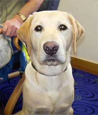 Morton the Guide Dog